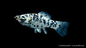 Dalmatiner-Molly im Süßwasseraquarium