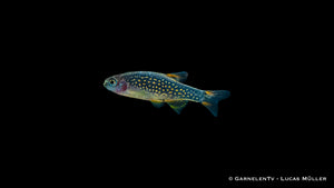 Danio margaritatus bei der Futtersuche