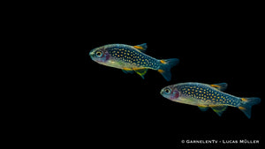 Danio margaritatus in einem bepflanzten Aquarium