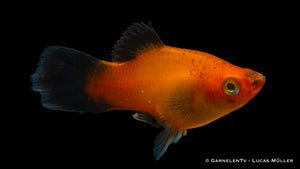 Deutschland Platy Xiphophorus maculatus schwimmt im Aquarium
