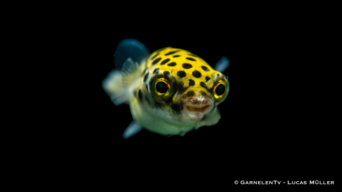 Dichotomyctere nigroviridis – Haltung & Wasserwerte für Aquarianer