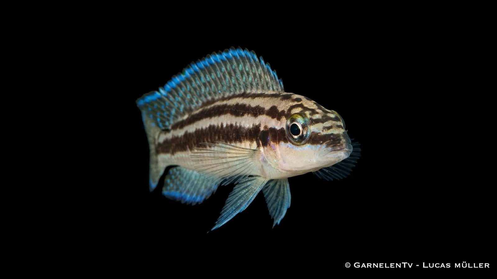 Dickfelds Schlankcichlide Julidochromis dickfeldi mit schlanker Körperform und feiner Streifenzeichnung im Aquarium