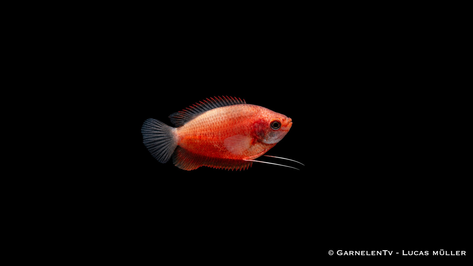 Dicklippiger Fadenfisch rot - Colisa labiosa (DNZ)