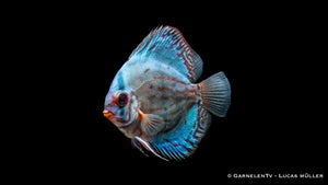 Diskus "Rot Türkis" - Symphysodon aequifasciatus