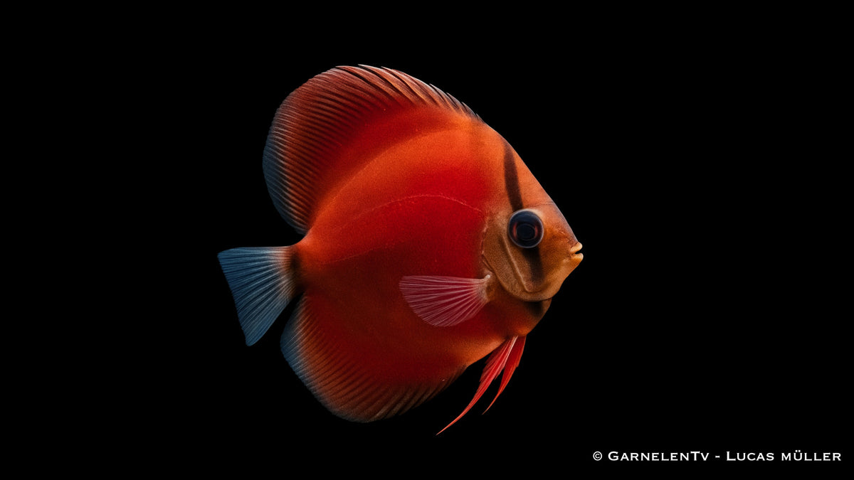 Pink Rosa Diskus Fisch
