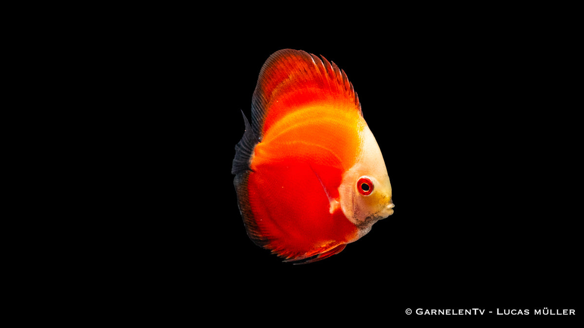 Diskus "Red Marlboro" Symphysodon aequifasciatus mit intensiver roter Färbung