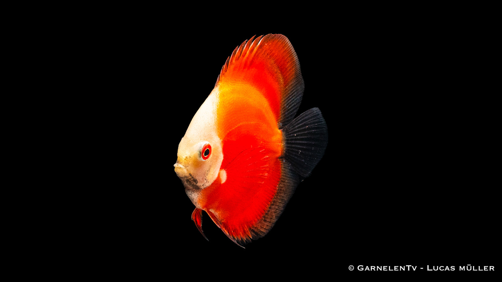 Diskus "Red Marlboro" Symphysodon aequifasciatus mit intensiver roter Färbung