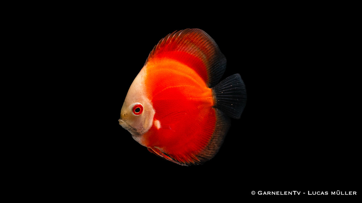 Symphysodon aequifasciatus "Red Marlboro" – roter Diskusfisch