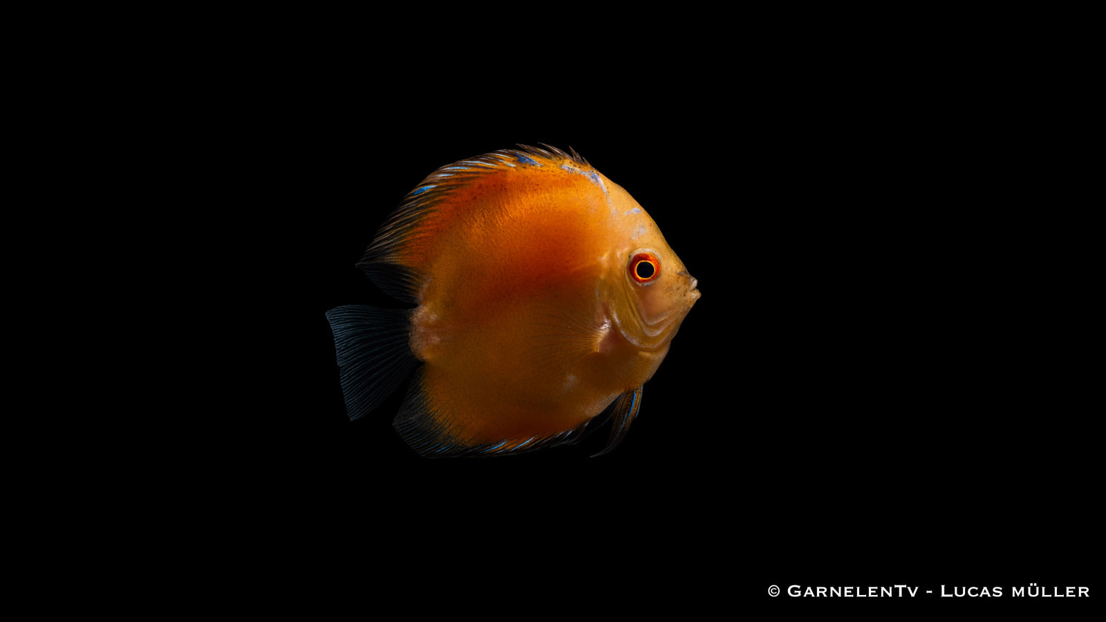 Diskus Yellow Marlboro – Symphysodon aequifasciatus – Haltung, Futter
