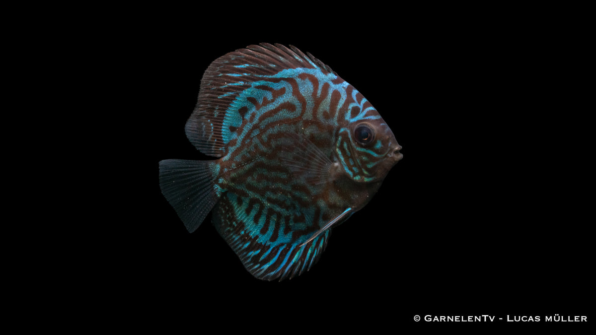 Symphysodon aequifasciatus "Blau Türkis" im Aquarium