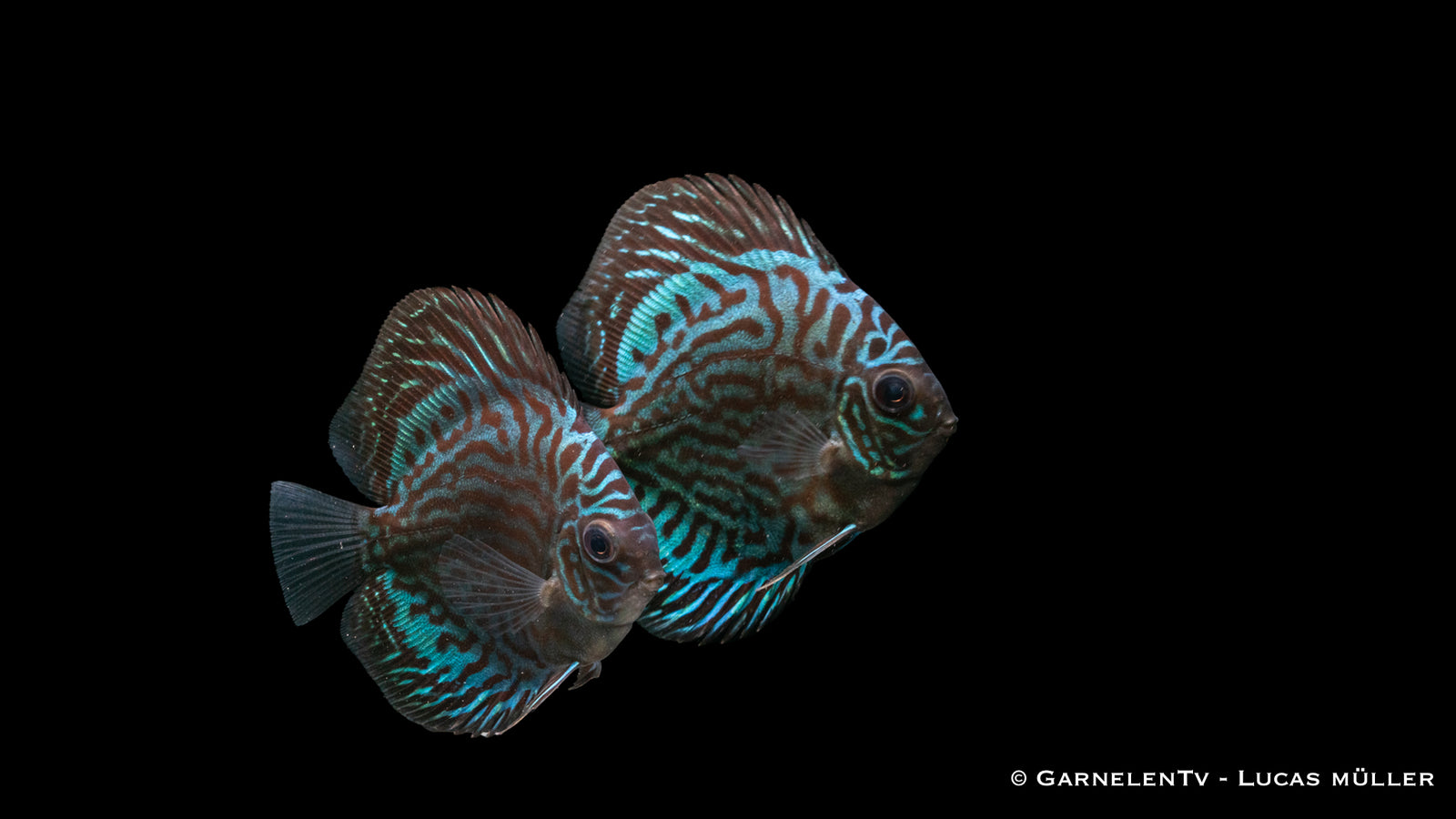 Diskus "Blau Türkis" Symphysodon aequifasciatus in türkisblauen Tönen