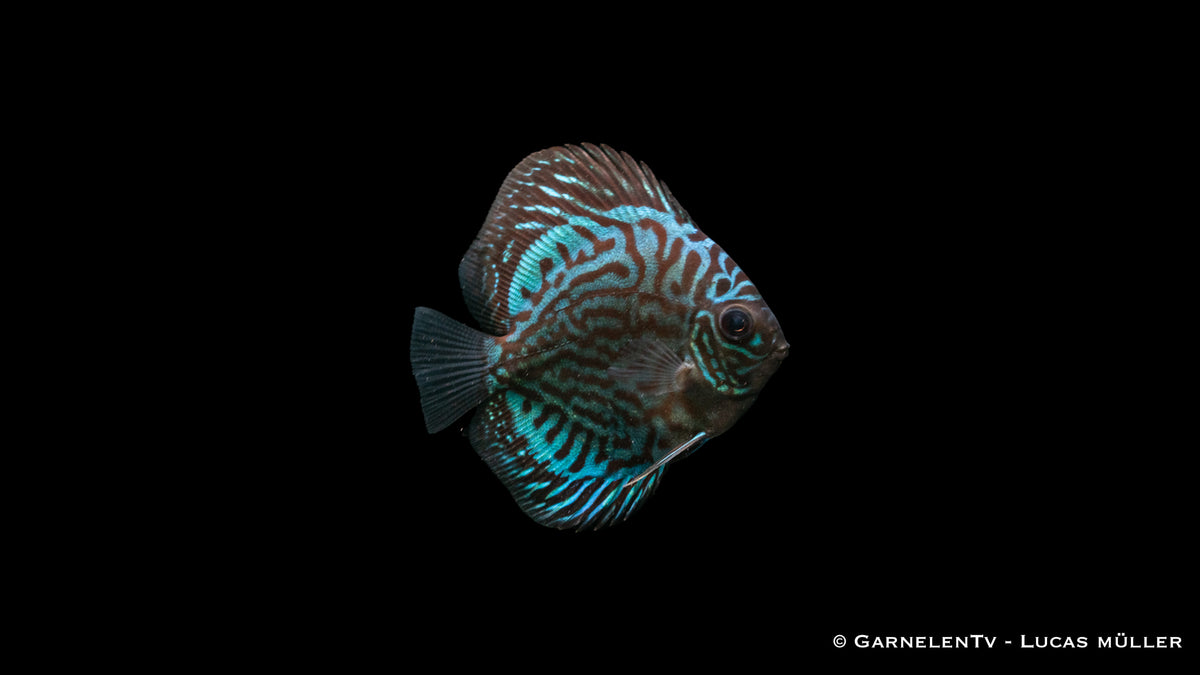 "Blau Türkis" Diskus – majestätische Zuchtform für Aquarien