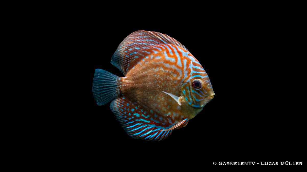 Majestätischer Diskus "Blue Checkerboard" schwimmend
