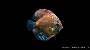 Majestätischer Diskus "Blue Checkerboard" schwimmend