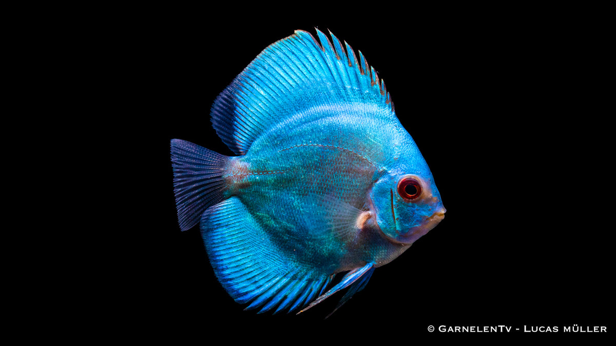Symphysodon aequifasciatus Blue Diamond in Aquarium