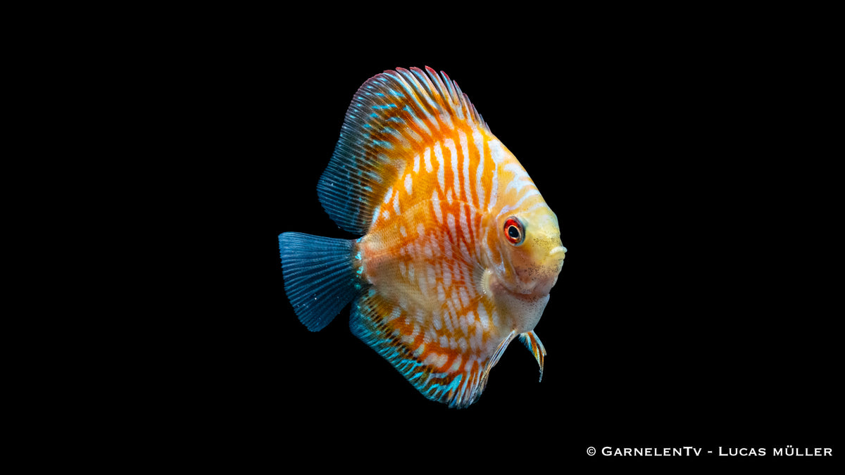 Diskusfisch "Pigeon Yellow" mit sanften Mustern für Aquarien