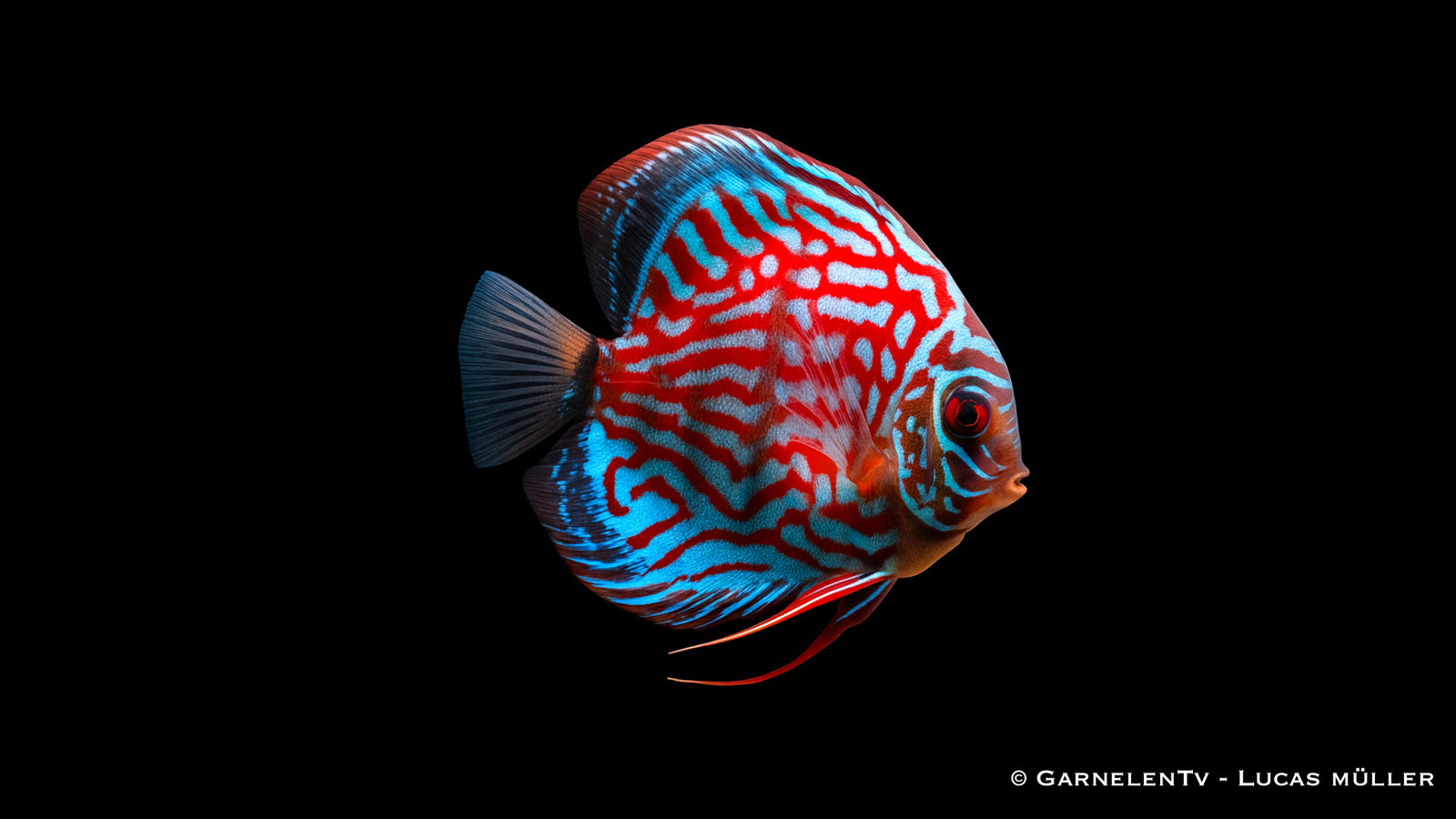 Diskus Red Royal – Symphysodon aequifasciatus