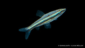 Dreibinden-Ziersalmler (Nannostomus trifasciatus) im Aquarium