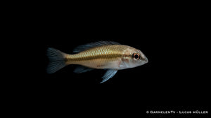 Dreistreifen Zwergbuntbarsch- Apistogramma trifasciata weibchen
