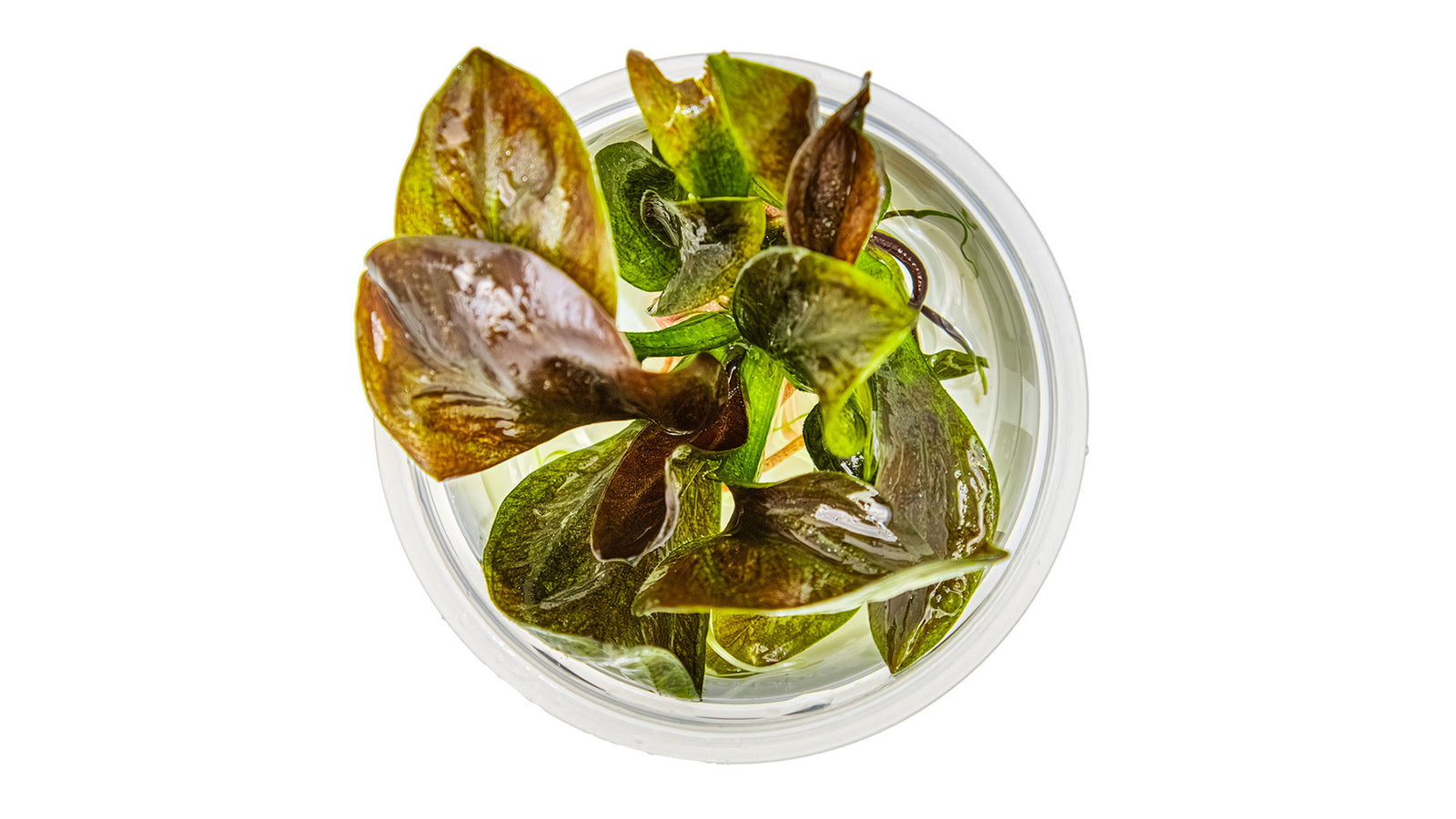 Echinodorus 'Reni' InVitro