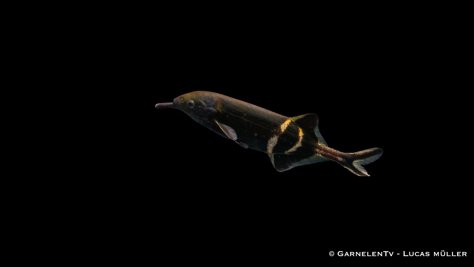 Elefantenfisch - Gnathonemus petersii
