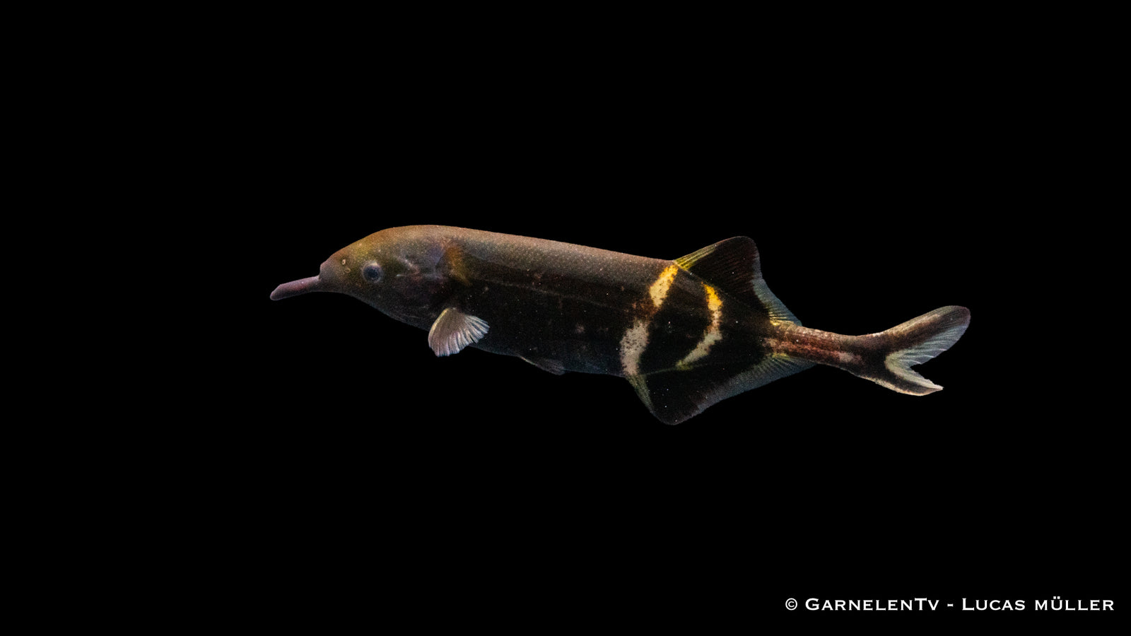 Elefantenfisch - Gnathonemus petersii