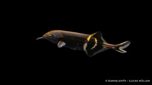 Elefantenfisch - Gnathonemus petersii