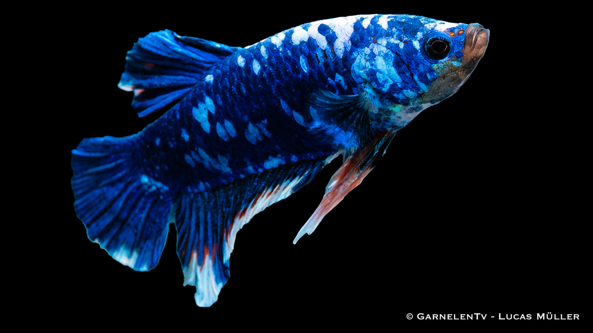 Eleganter Betta splendens schwimmt im Wasser
