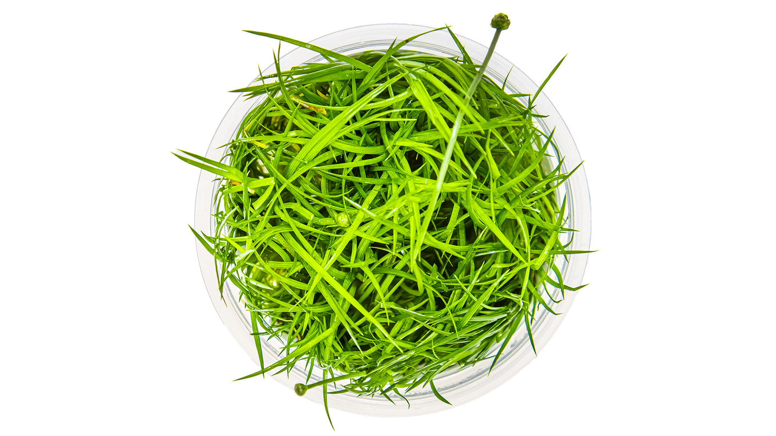 Eleocharis cinerea InVitro Pflanze