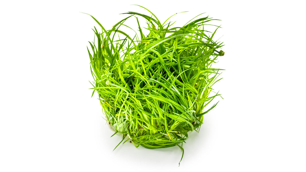 Eleocharis cinerea