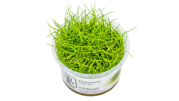 Eleocharis pusilla 'Mini' - Mini-Nadelsimse