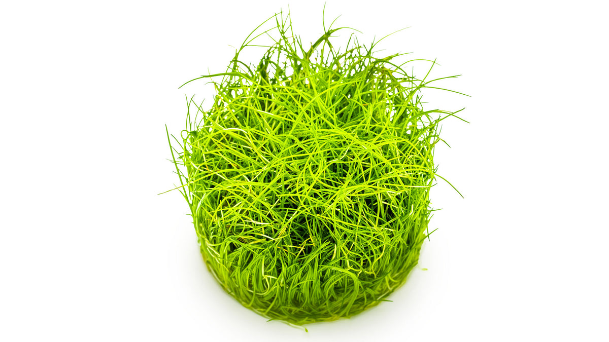Eleocharis pusilla 'Mini'