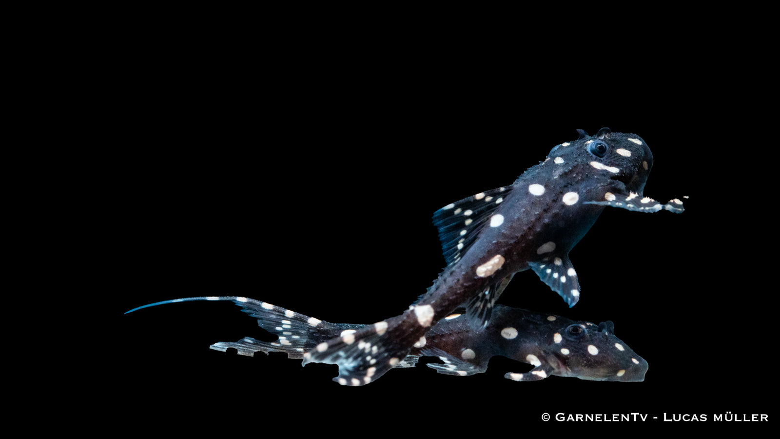 Elfenwels Acanthicus adonis im Aquarium