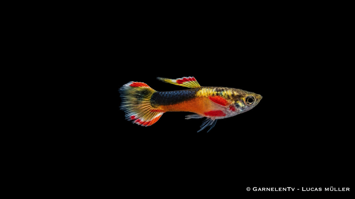 Endler Guppy männlich Red Chest Saddleback - Poecilia wingei