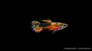 Endler Guppy männlich Red Chest Saddleback - Poecilia wingei