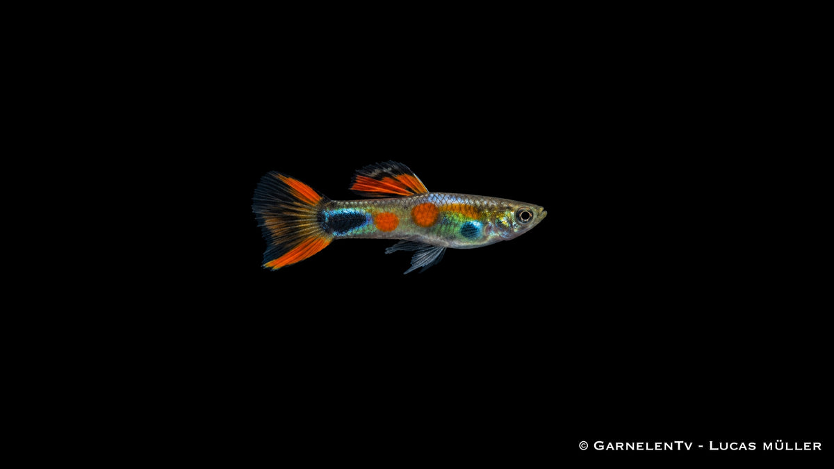 Endler Guppy männlich einfach - Poecilia wingei