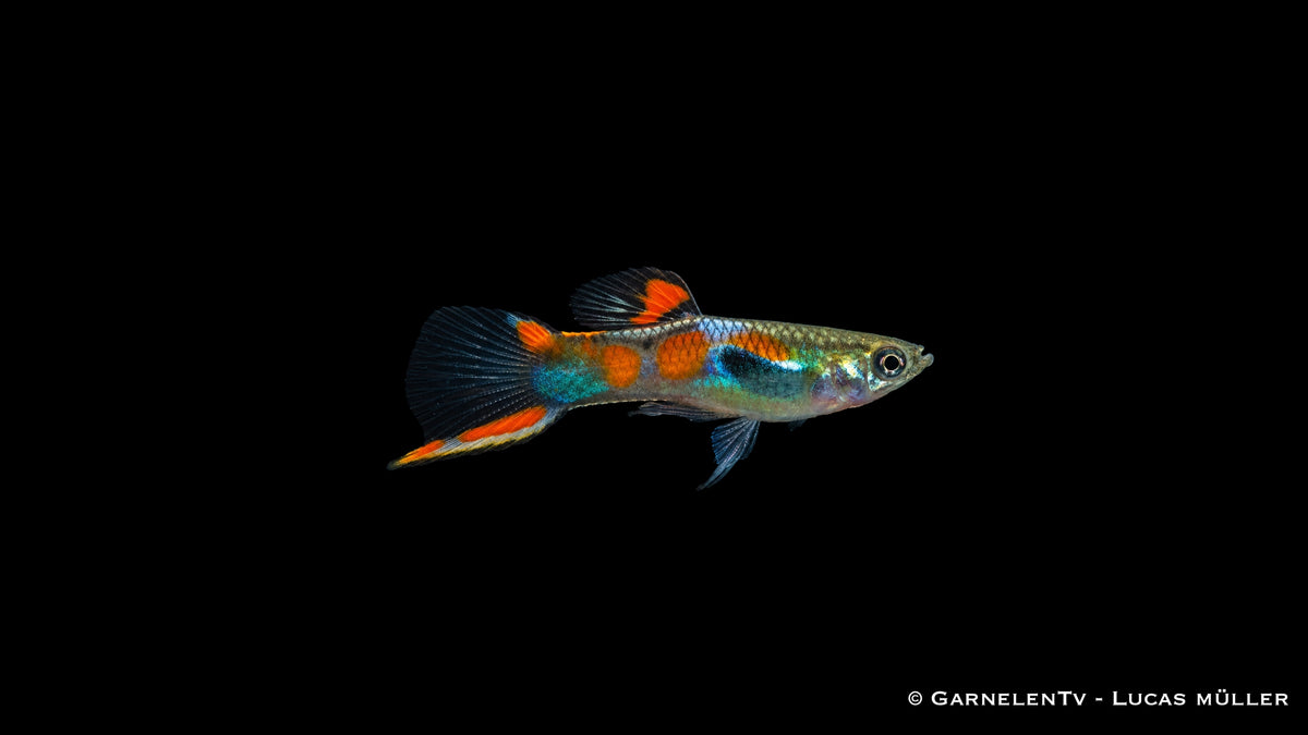 Endler Guppy männlich einfach - Poecilia wingei