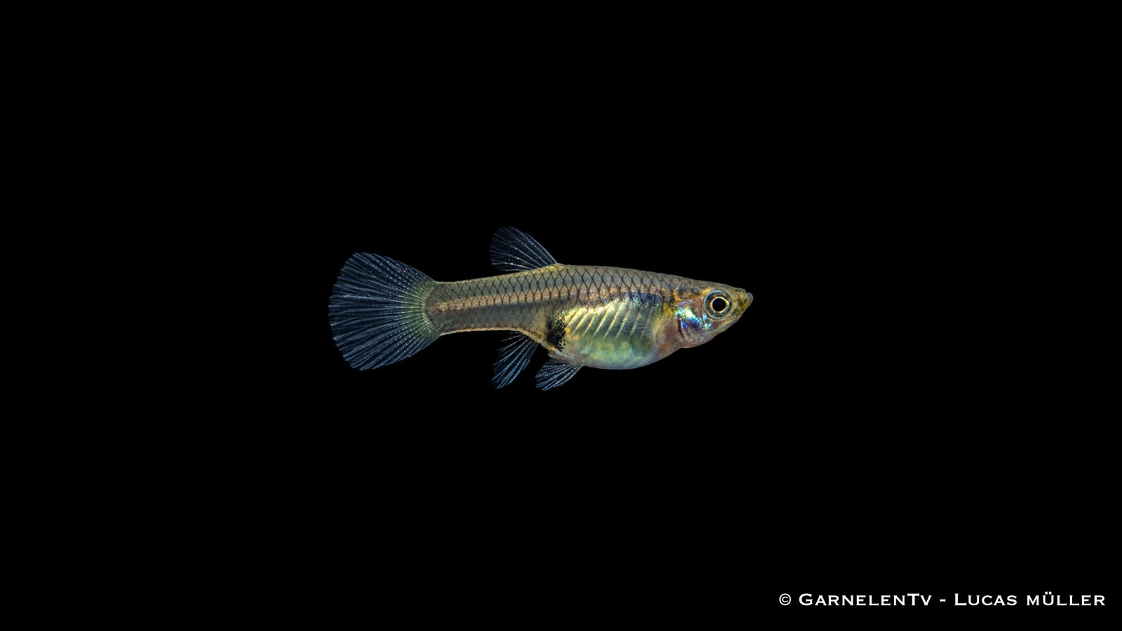 Endler Guppy Zuchtgruppe - 3 Männchen + 6 Weibchen - Poecilia wingei