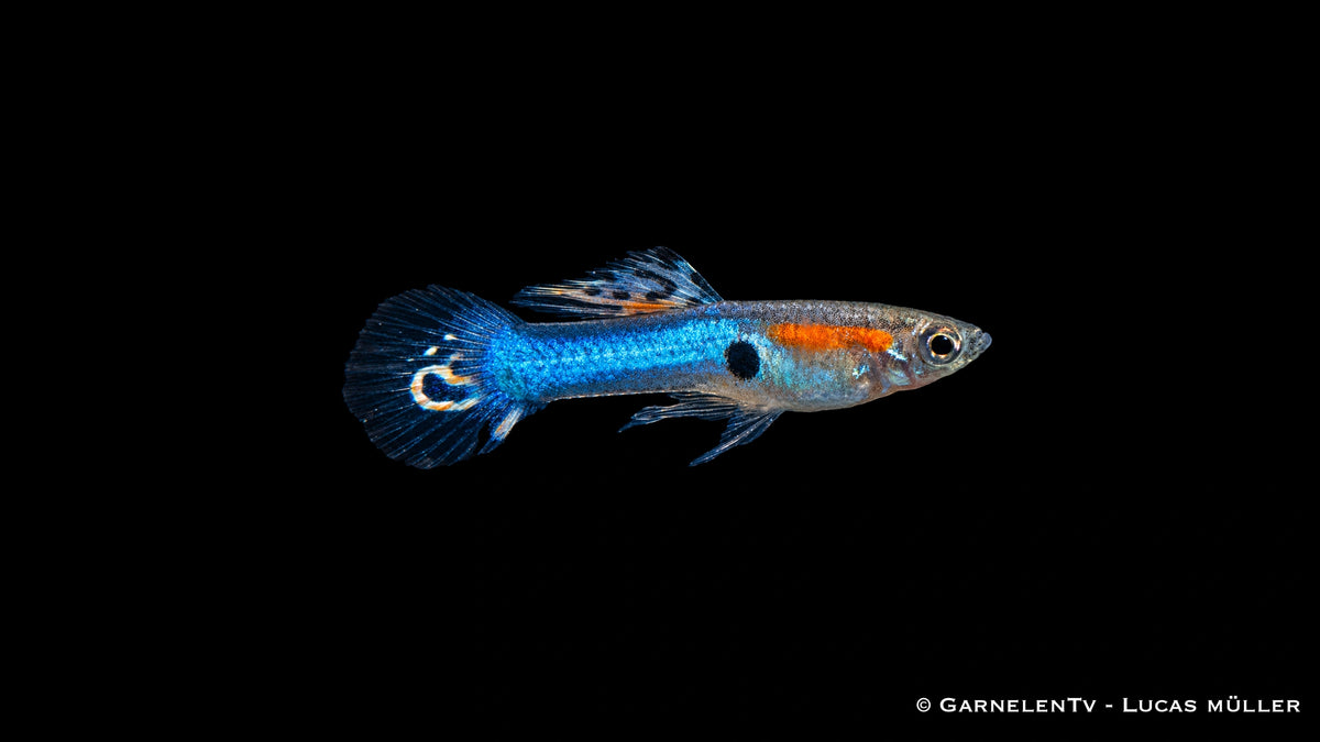 Endler Guppy männlich "Japan blue" - Poecilia wingei