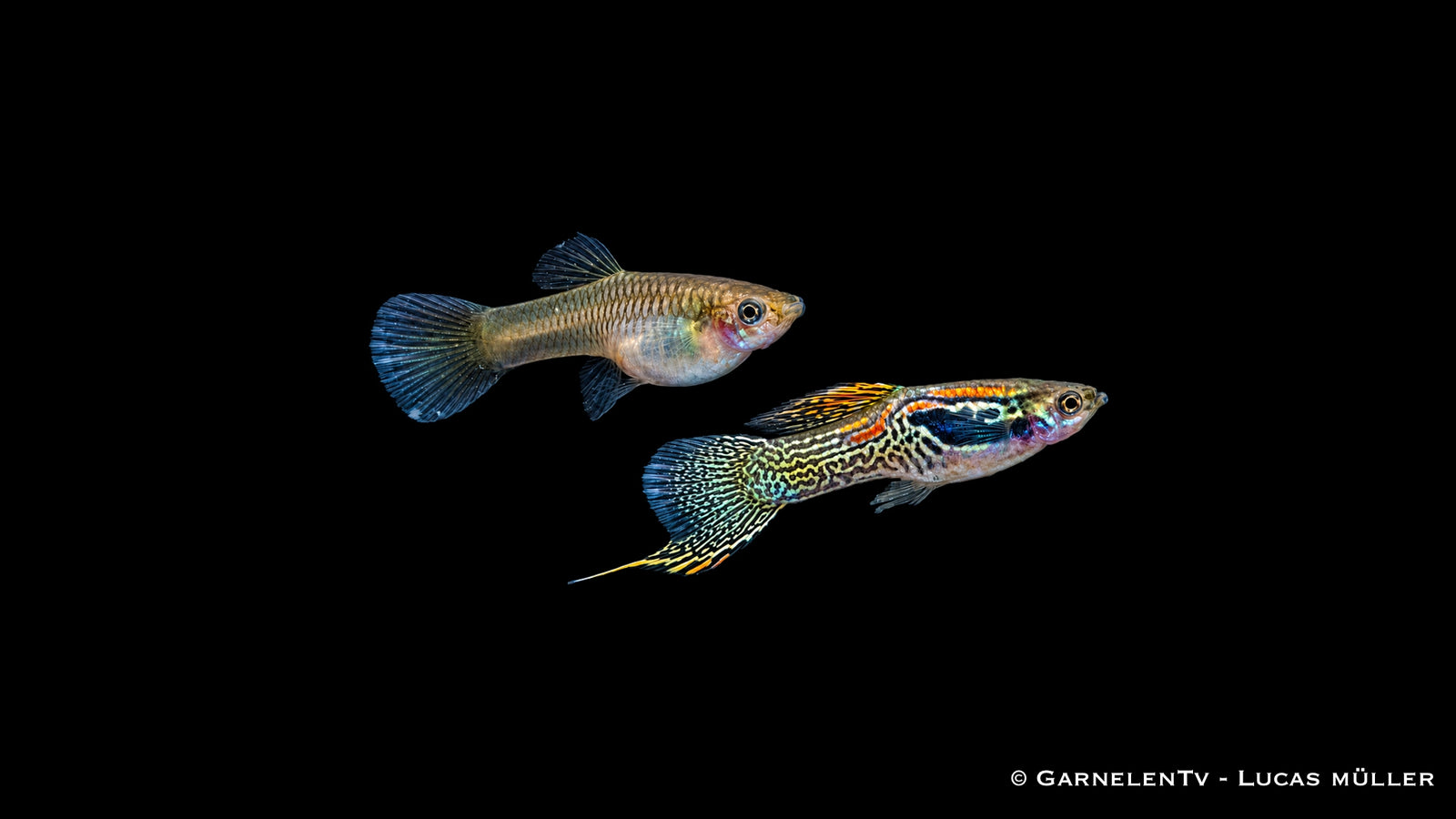 Poecilia wingei – Friedlicher Zierfisch mit einzigartigem Schlangen-Muster