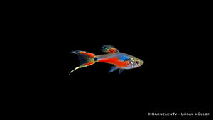 Endlers Guppy cardinal - Pärchen - Poecilia reticulata