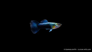 Endlers Guppy männlich Blue Neon - Poecilia wingei