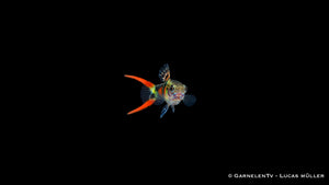 Endlers Guppy männlich El Tigre - Poecilia wingei
