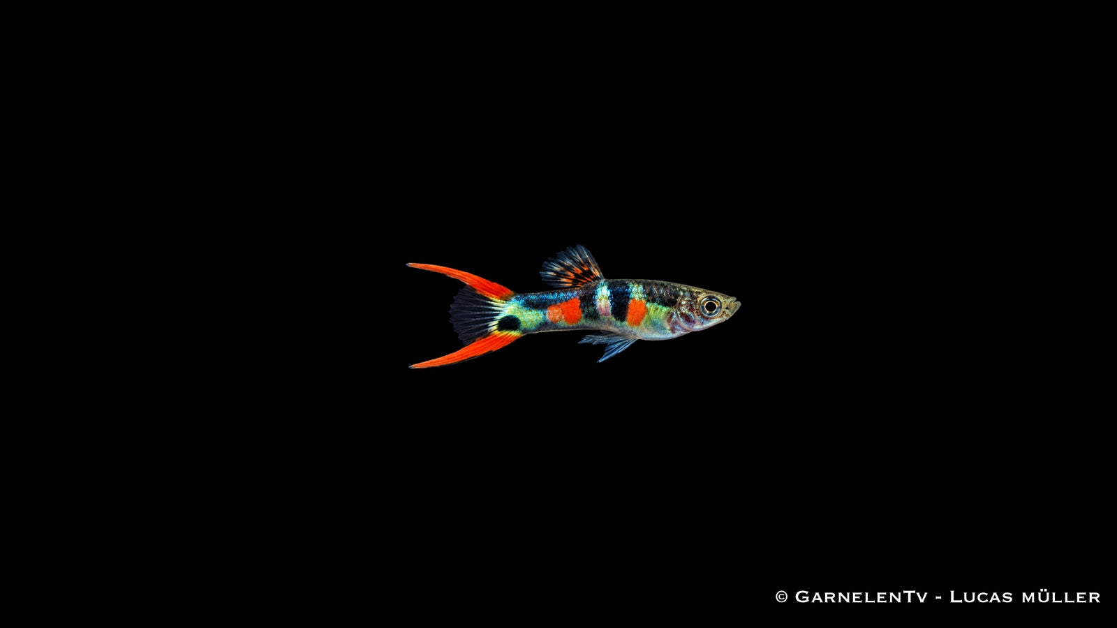 Endlers Guppy männlich El Tigre - Poecilia wingei