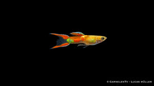 Endlers Guppy männlich "gold calico" - Poecilia wingei