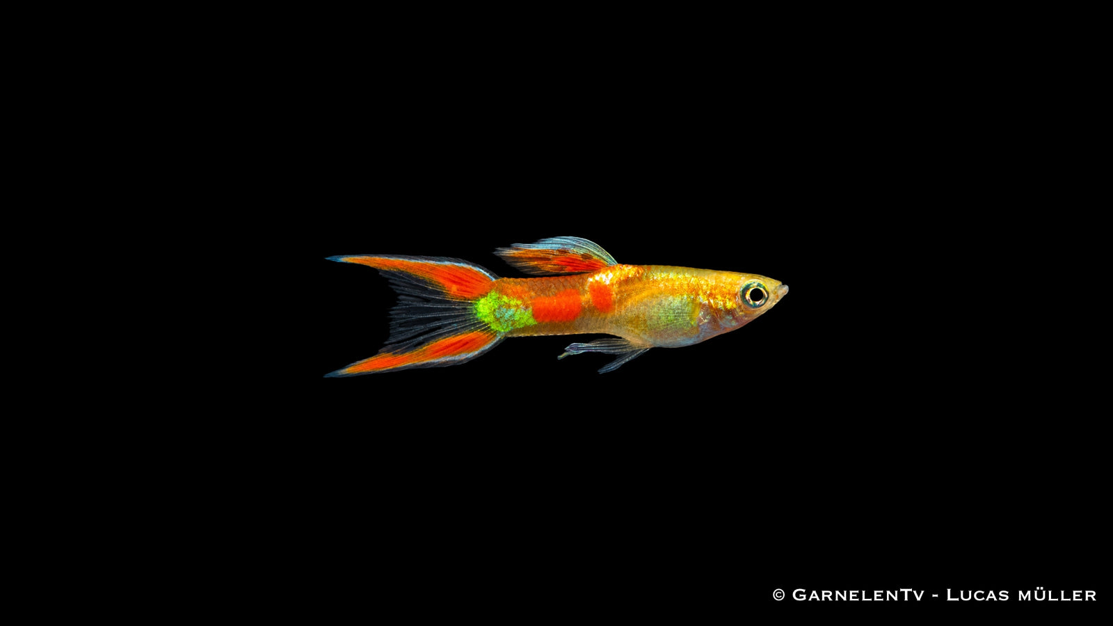 Endlers Guppy männlich "gold calico" - Poecilia wingei