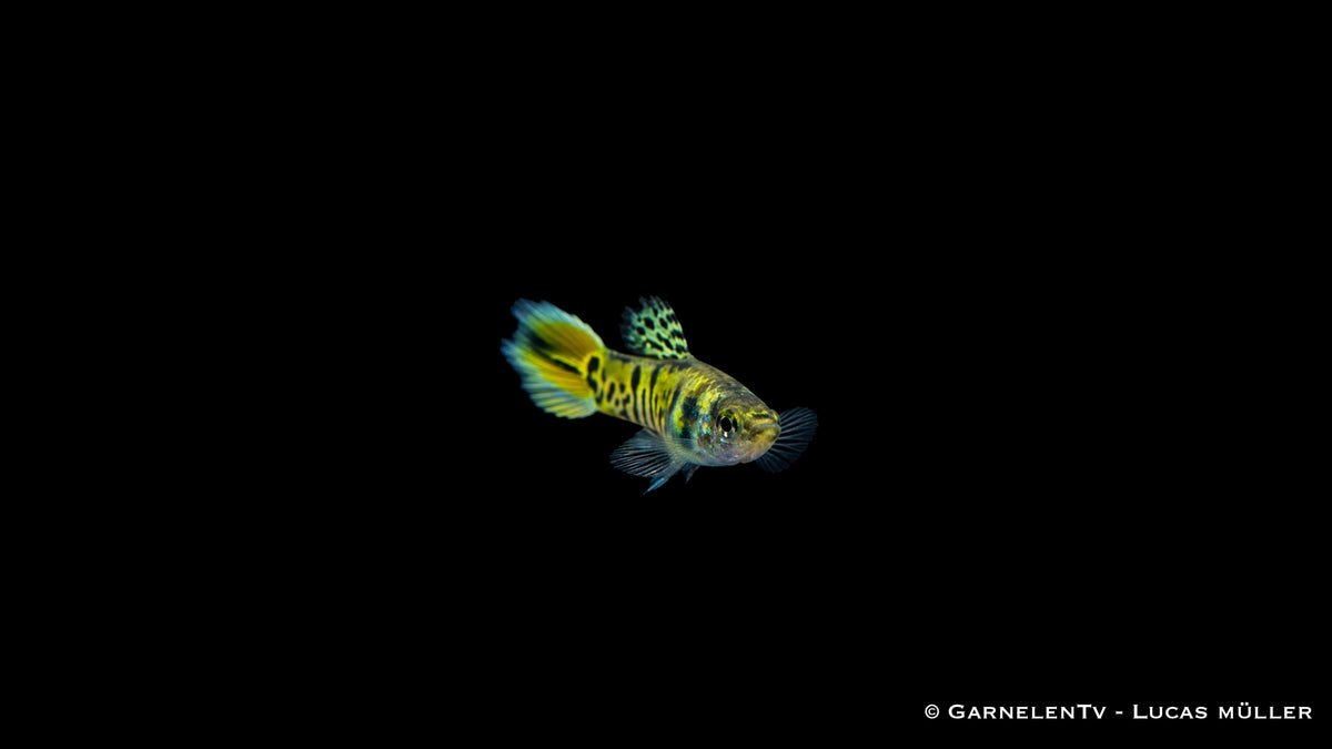 Endlers Guppy männlich "green tiger" - Poecilia wingei