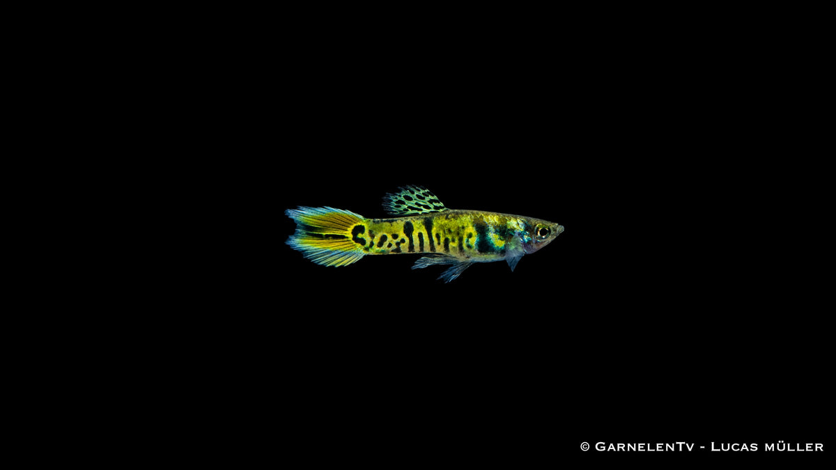 Endlers Guppy männlich "green tiger" - Poecilia wingei