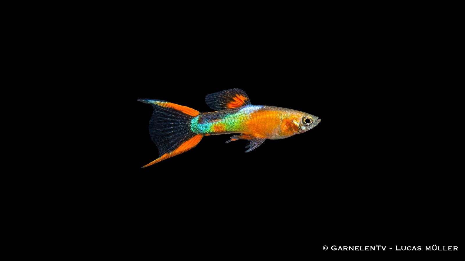 Endlers Guppy männlich "yellow neon" - Poecilia wingei