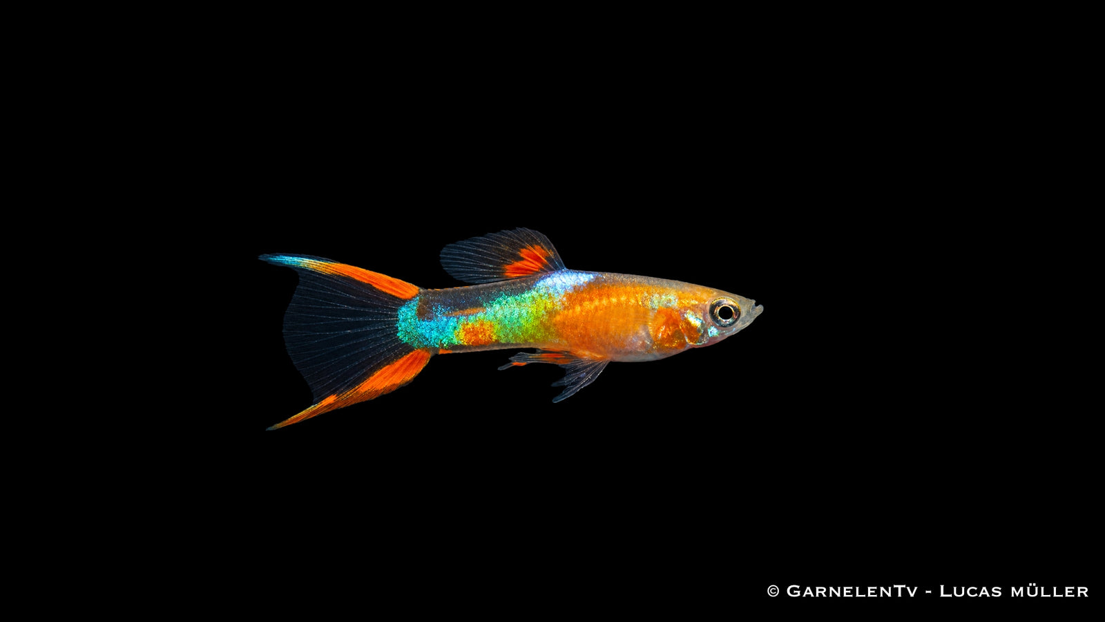 Endlers Guppy männlich "yellow neon" - Poecilia wingei